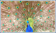 Dancing peacock