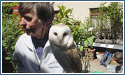 Barn Owl