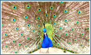 Dancing Peacock in Wales